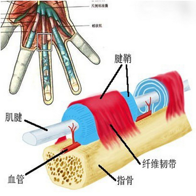 石家庄腱鞘炎