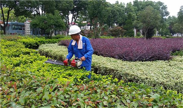 園林綠化養護價格