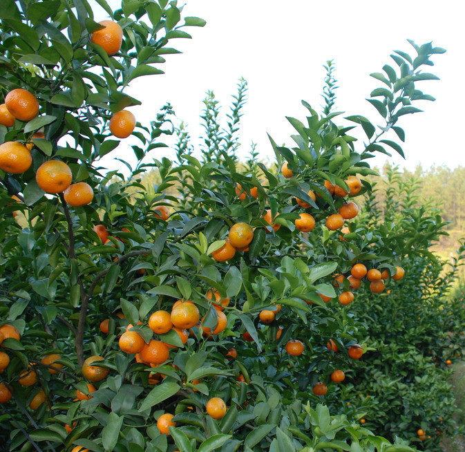 重庆渝北柑橘苗种植基地