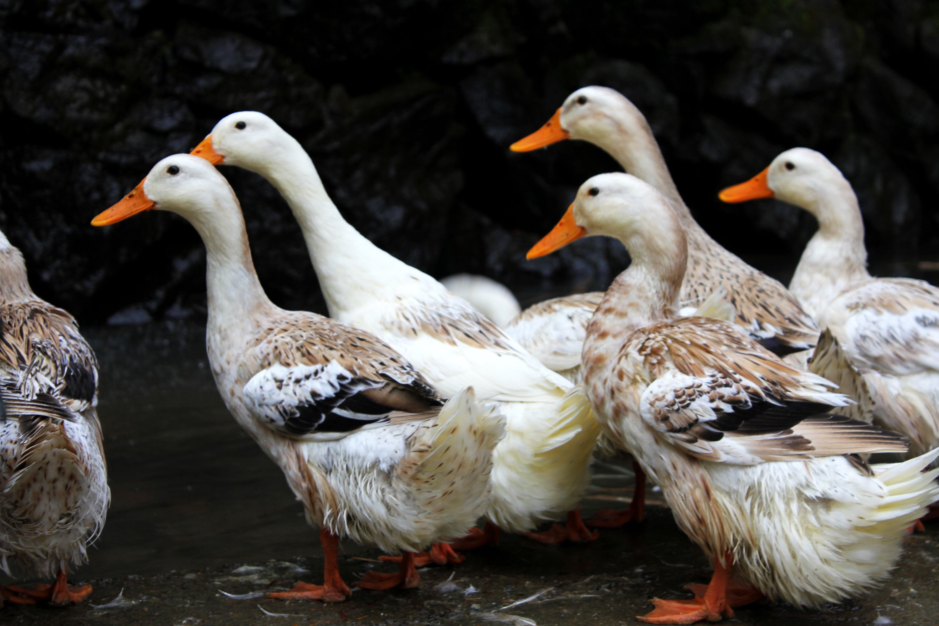 鳳縣鴨子